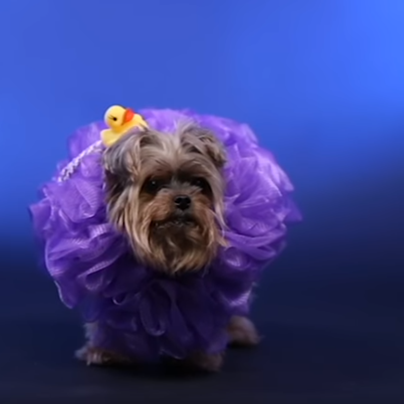 DIY Costumes for You and Your Pet