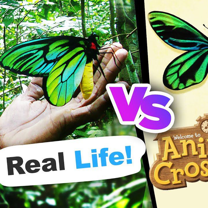 Animal Crossing VS Real Life